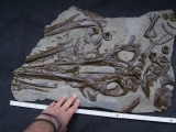 Ichthyosaurus Schädel