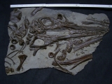 Ichthyosaurus Schädel