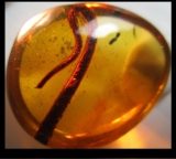 Reptilien-Schwanz in kreidezeitlichem Bernstein