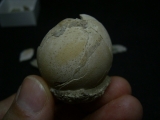 Vogel Ei Palaeolodus
