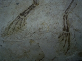 Frosch Fossil aus der Kreide