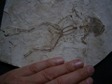Frosch Fossil aus der Kreide