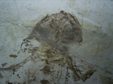 Frosch Fossil aus der Kreide