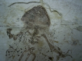 Frosch Fossil aus der Kreide
