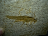 Heuschrecke Pycnophlebia