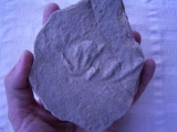 Rotodactylus matthesi aus Hildburghausen