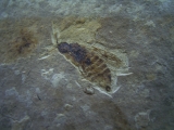 Insect lower cretaceous # 1