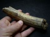 Nilpferd Hauer - Hippopothamus antiquus