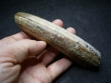 Nilpferd Hauer - Hippopothamus antiquus