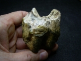 Nilpferd Molar - Hippopothamus antiquus