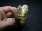 Nilpferd Molar - Hippopothamus antiquus