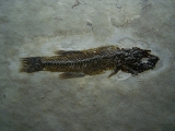 Fischfossil aus dem Oligozän