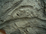 Pflanzenfossilien kristallisiert, Messelformation