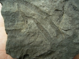 Pflanzenfossilien kristallisiert, Messelformation