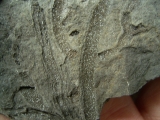 Pflanzenfossilien kristallisiert, Messelformation