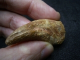 Dinosaurier Kralle von Deltadromaeus