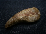 Dinosaurier Kralle von Deltadromaeus