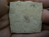 Vogelfeder aus dem Oligozän