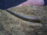 Tanystropheus Zahn, Muschelkalk