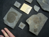 Kleine feine Sammlung