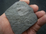 Panzerfisch Fossil aus dem Devon