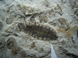 Insektenplatte aus der Kreidezeit