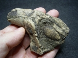 Cave Lion skull piece with Canine