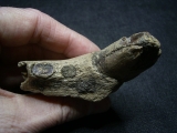 Cave Lion skull piece with Canine