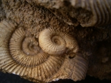 Ammonitenplatte aus Schlaifhausen #2