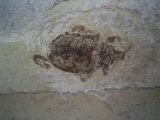 Fossiler Käfer aus dem Oligozän