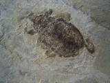 Fossiler Käfer aus dem Oligozän