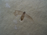 Insect, Oligocene age