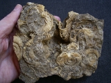 Ammonite slab of famous classic location #4