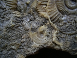 Ammonitenplatte aus Schlaifhausen #4