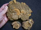 Ammoniten aus Schlaifhausen