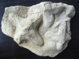 Sandcorals, lower cambrian