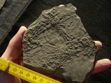 Seeigelplatte Diademopsis aus Holzmaden
