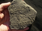 Seeigelplatte Diademopsis aus Holzmaden