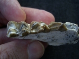 Hyaenodon Kieferstück
