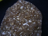 Sternberger Kuchen aus dem Oligozaen