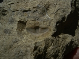 Trilobiten Pygidium, Greifenhain