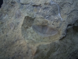 Trilobiten Pygidium, Greifenhain