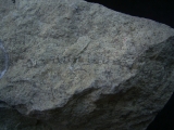 Trilobiten Pygidium, Greifenhain