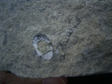Trilobiten Pygidium, Greifenhain