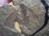 Insektenfossil aus dem Oligozän