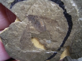 Insektenfossil aus dem Oligozän