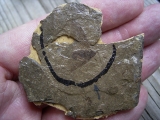 Insektenfossil aus dem Oligozän