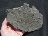 Sea Urchins Diademopsis, lower jurassic #2