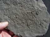 Seeigelplatte Diademopsis aus Holzmaden #2
