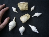 Schnecken und Muscheln - Lot Pariser Becken